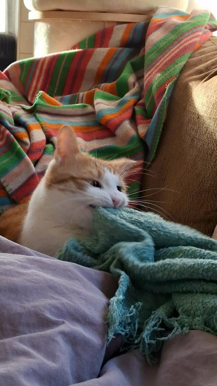 Orange cat biting a blue blanket on a colorful couch with striped and solid fabric surroundings indoors.