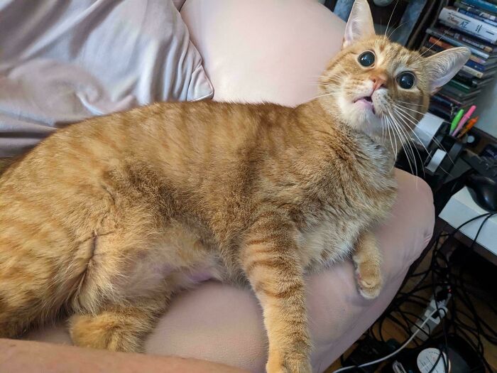Orange tabby cat with wide eyes lying on a light-colored couch, showcasing typical orange cat features and fur pattern.