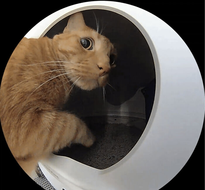 Orange cat with wide eyes inside a circular white cat litter box, showcasing unique feline behavior and personality.