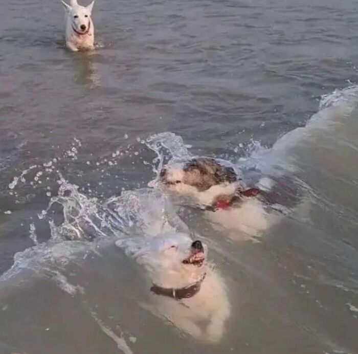 Three dogs swimming and playing in the water, capturing the challenge of random photos and processing moments.