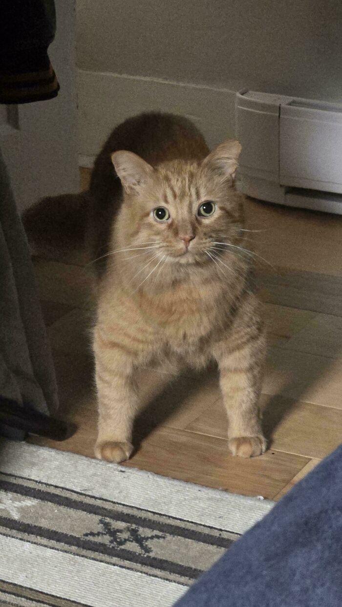Orange cat with green eyes standing on a wooden floor near a patterned rug, displaying curious expression indoors.