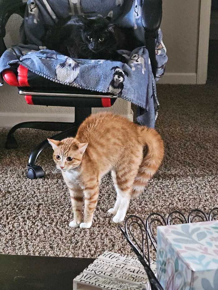 Orange cat with raised back in carpeted room near black cat on chair with patterned blanket.
