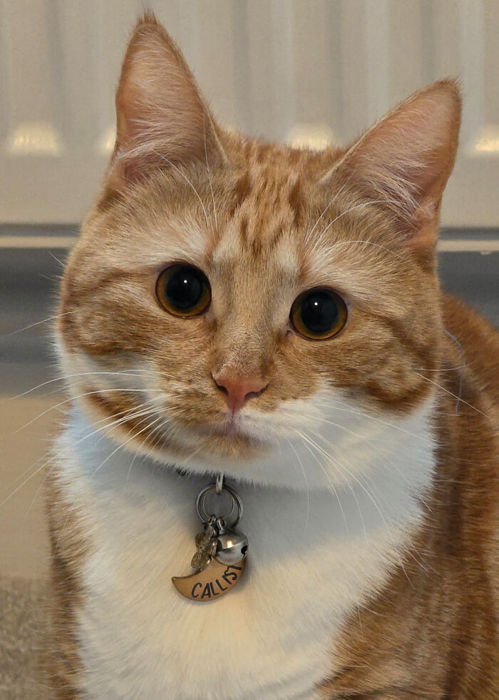 Close-up of an orange cat with wide eyes and a collar tag, showcasing features of orange cats and their unique charm.