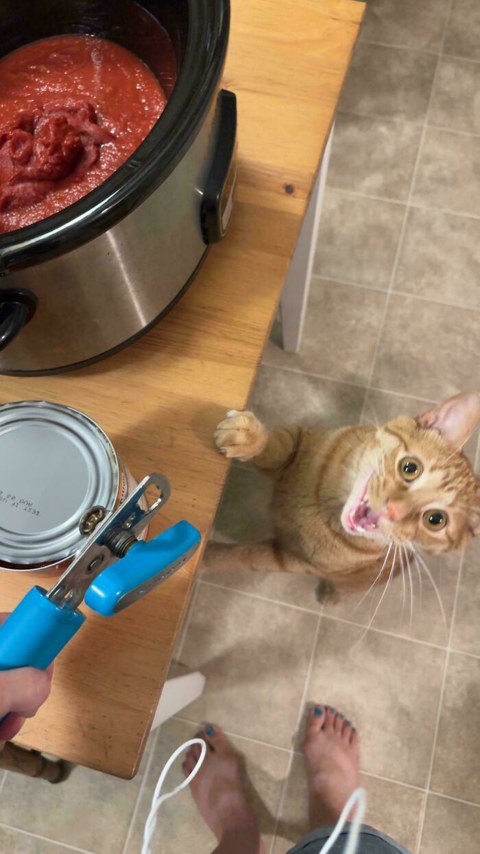 Orange cat standing on hind legs near a counter with a can opener and a slow cooker filled with tomato sauce.