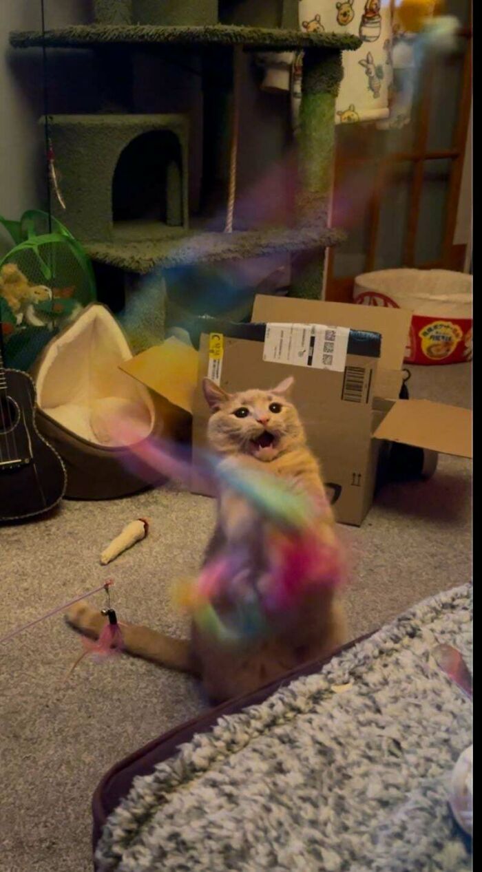 Orange cat playing excitedly with a colorful toy in a cozy room with cat trees and cardboard boxes.