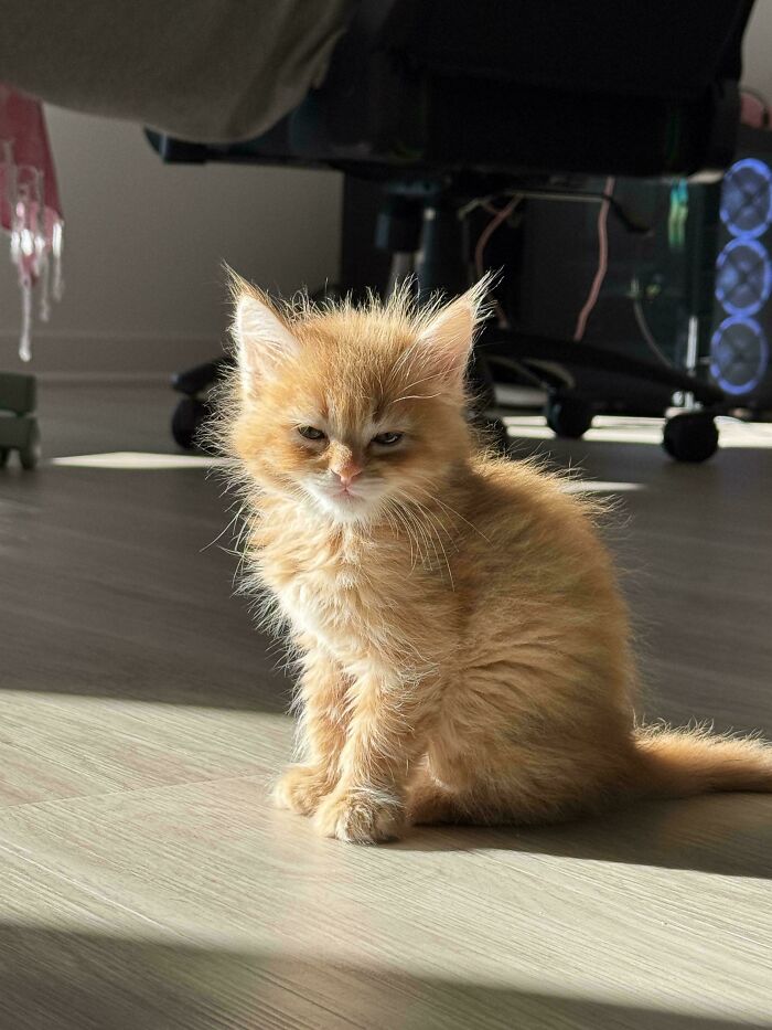 Fluffy orange cat sitting on a wooden floor with sunlight casting a shadow behind it in a home setting.