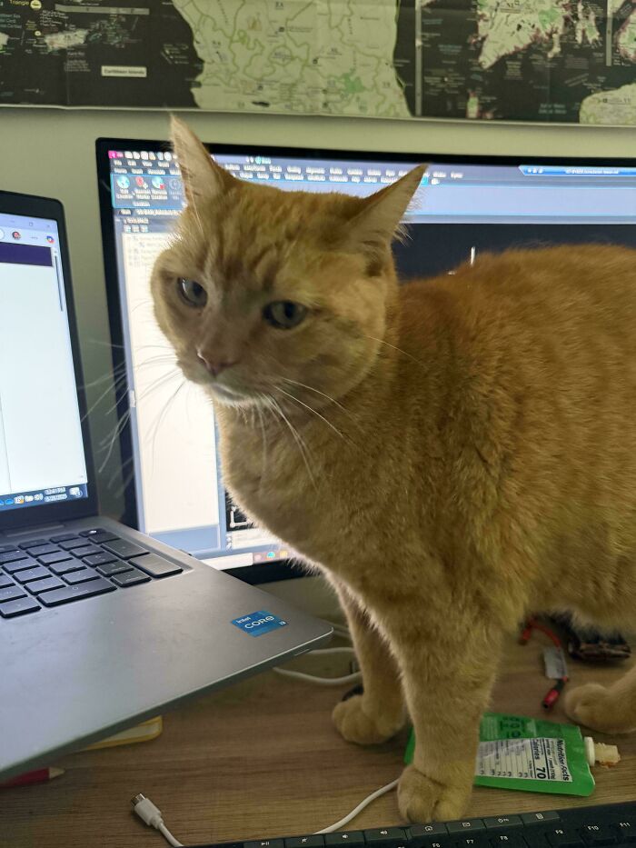 Orange cat standing on desk between laptop and monitor, showcasing quirky and clever feline behavior.