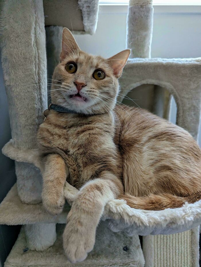 Orange cat with wide eyes lounging on a beige cat tree, showcasing typical playful and curious communal cat behavior.