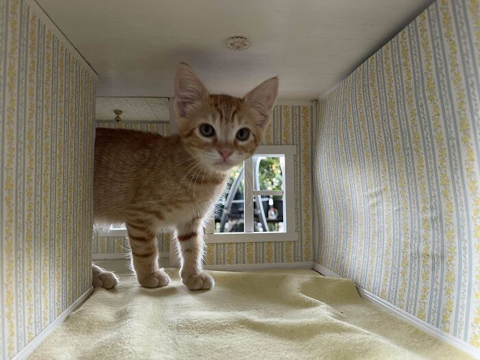 Orange cat standing inside a small room with patterned walls and a window, showcasing typical feline curiosity and alertness.