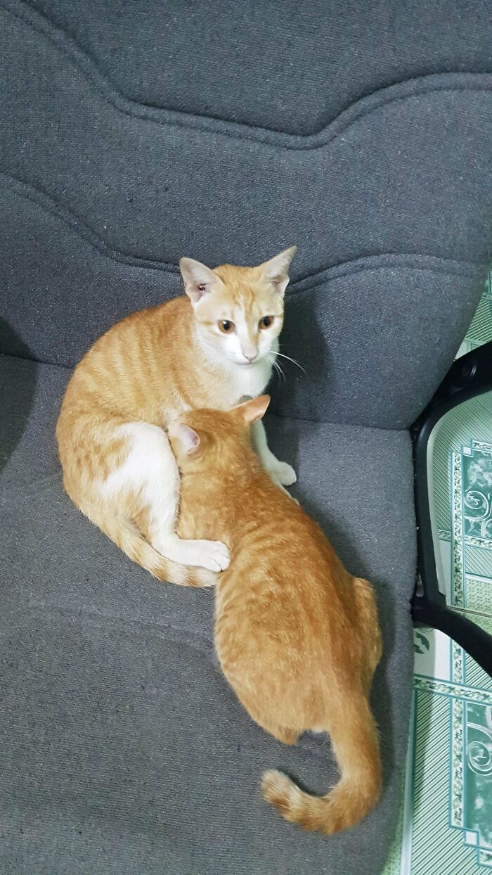 Two orange cats cuddling on a gray chair, demonstrating the bonding of all orange cats and their shared behavior.