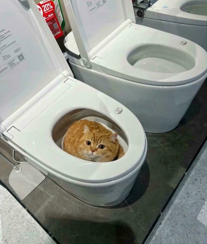 Orange cat sitting inside a toilet bowl, demonstrating quirky behavior of orange cats with communal brain cell humor.