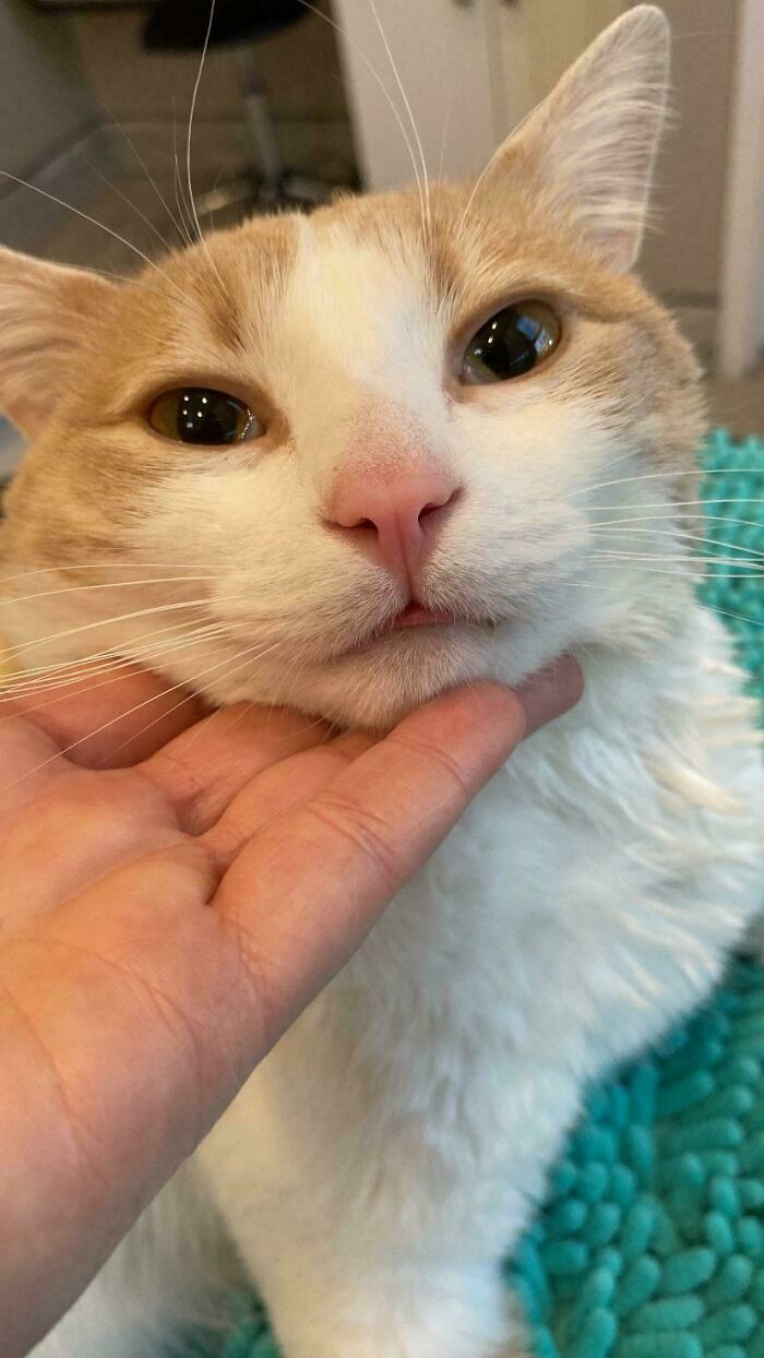 Close-up of an orange cat being gently held, showcasing its curious and calm expression in a cozy indoor setting
