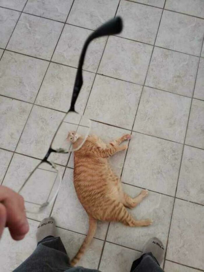 Orange cat on tiled floor seen through glasses lens illustrating all orange cats share one communal brain cell.