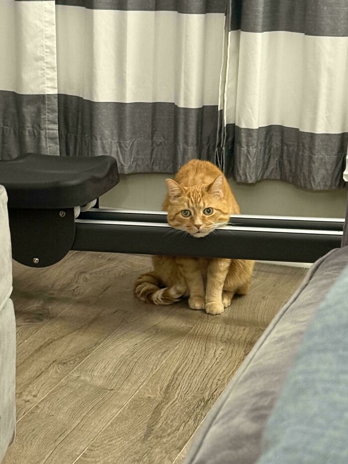 Orange cat resting its head on a black exercise bench bar, sitting on a wooden floor near gray and white curtains.