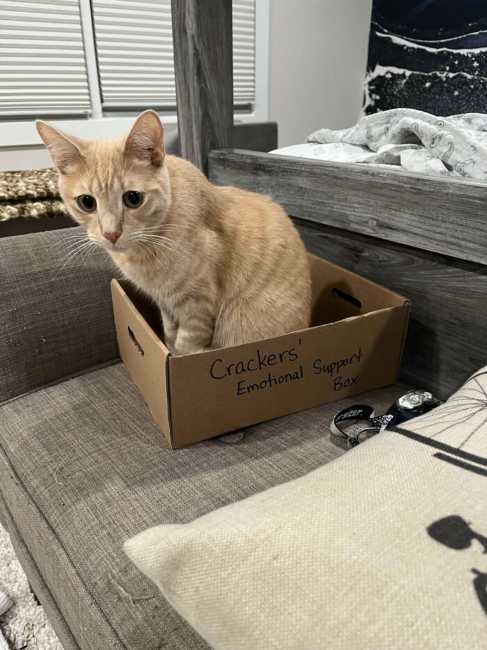 Orange cat sitting in a cardboard box labeled emotional support, showing typical quirky behavior of orange cats.