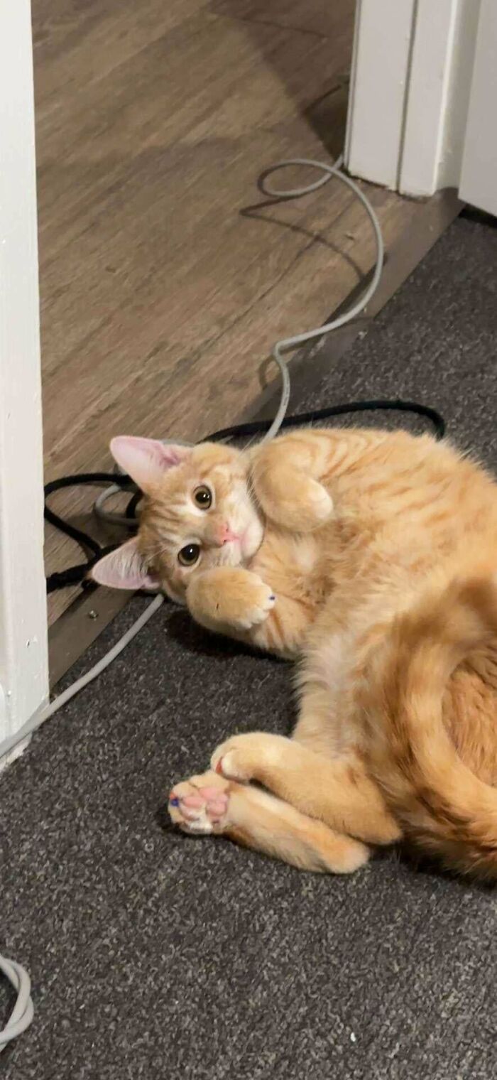 Orange cat lying on carpet near door with paws curled and wide eyes looking up in a playful pose.