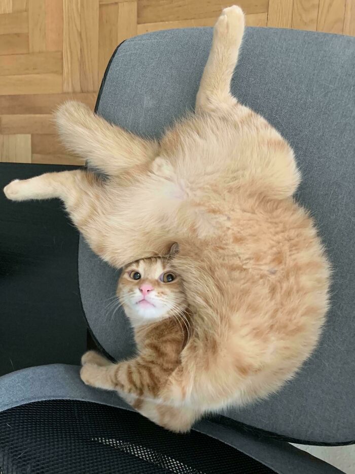 Orange cat twisting in a playful pose on a gray chair showing quirky and amusing feline behavior.