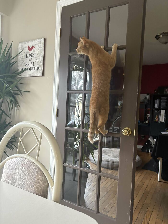 Orange cat hanging on glass door, demonstrating quirky behavior linked to all orange cats sharing one communal brain cell.