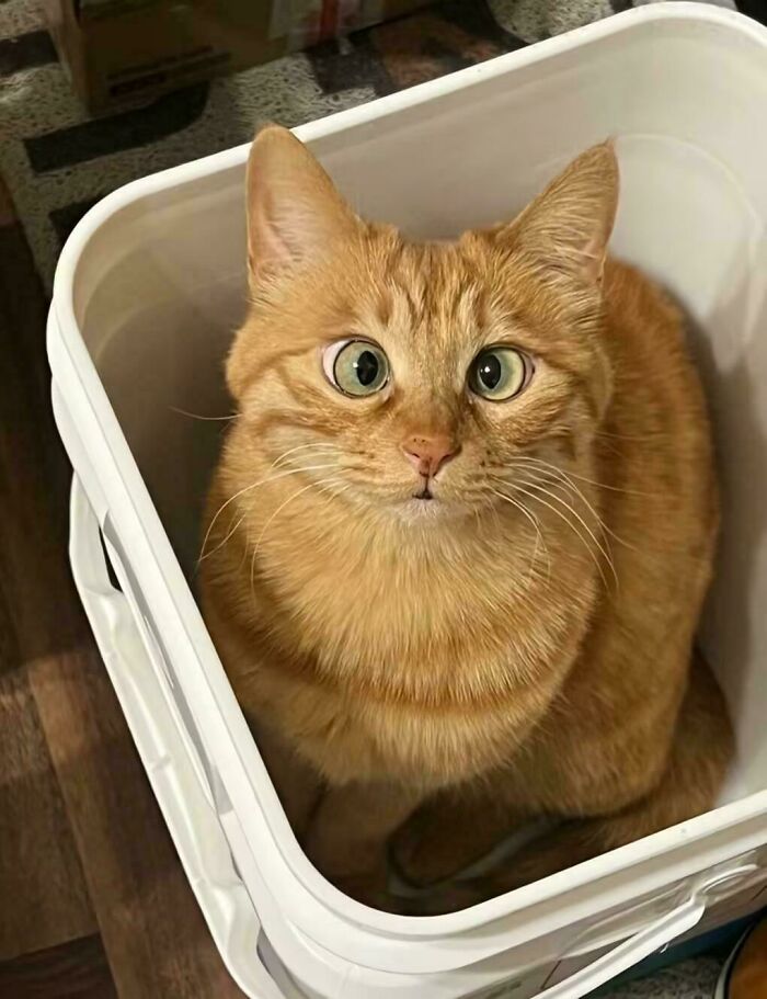Orange cat sitting inside a white container with wide eyes, showcasing typical orange cat behavior and charm.