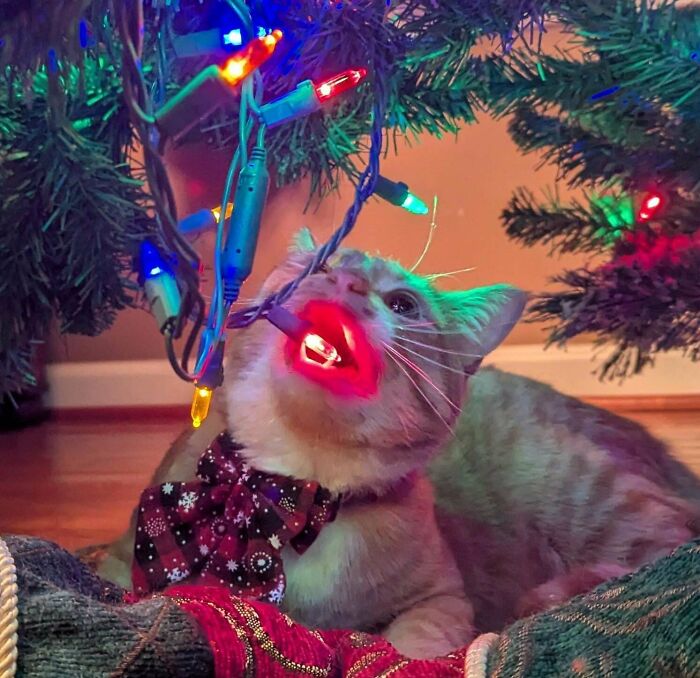 Orange cat wearing a bow tie, playfully biting colorful Christmas lights under a decorated tree.