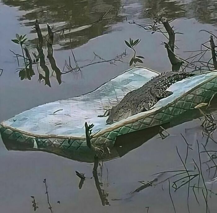 Crocodile resting on a discarded mattress floating in water, illustrating random photos you may not know where to begin processing.