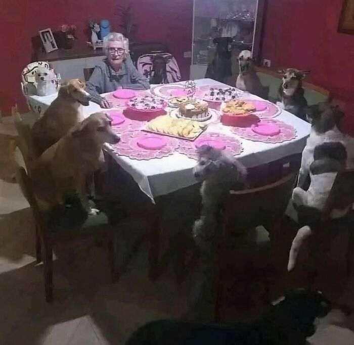 Elderly woman sitting at a dining table surrounded by several dogs seated on chairs in a random photo.