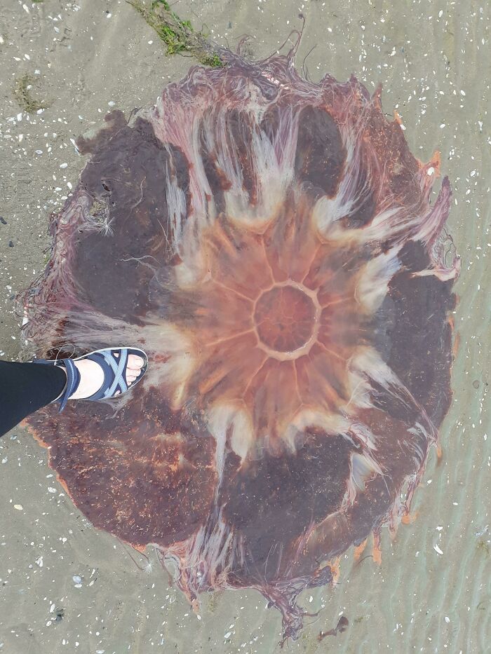 Giant jellyfish with translucent tentacles washed up on sandy shore, showing unreal photographs of strange natural phenomena.