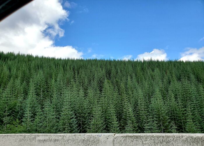 Dense evergreen forest under blue sky with clouds, showcasing one of the most unreal photographs in nature.