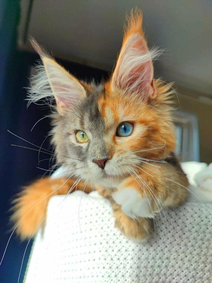 Cat with heterochromia and fluffy ears resting indoors, showcasing one blue and one yellow eye in unreal photograph.