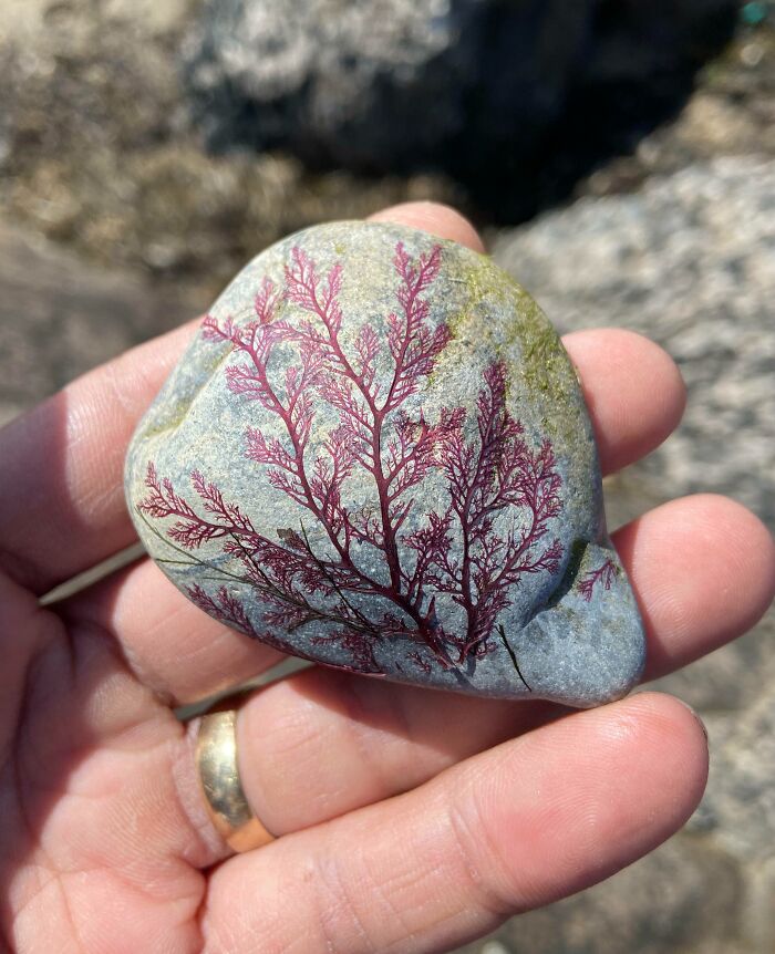 Hand holding a stone with natural red branch-like pattern, showcasing one of the most unreal photographs in reality.