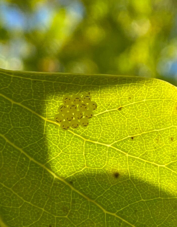 Close-up of a leaf with a cluster of tiny insect eggs highlighting the unreal photographs of nature's details.