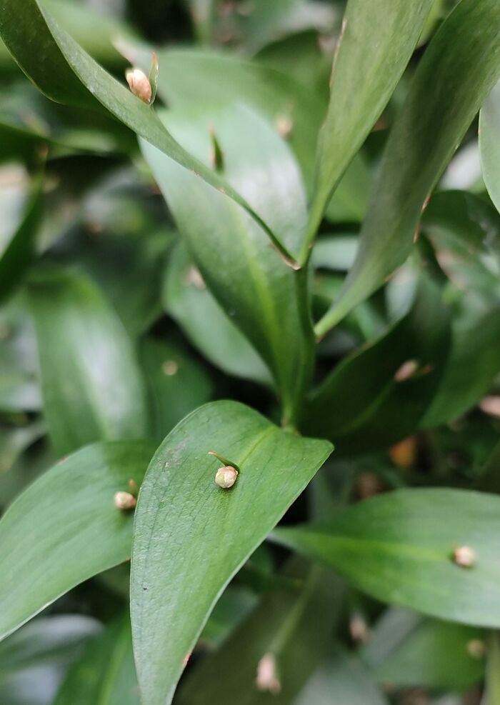Close-up of leaves with tiny snails, an unreal photograph showcasing nature’s strange and fascinating details.