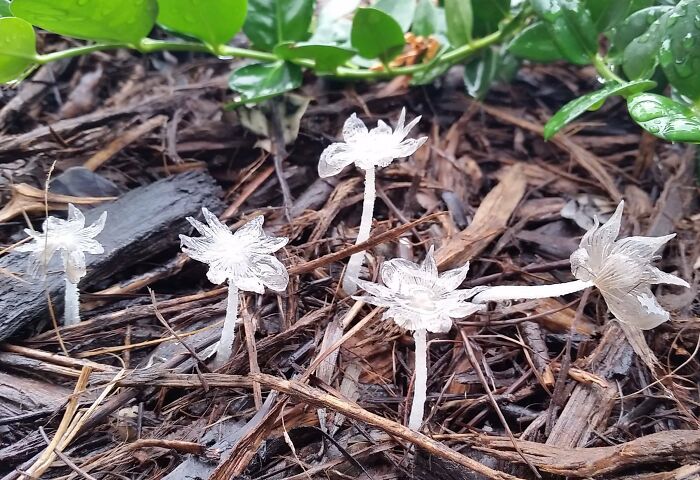 Unreal photograph of delicate white fungi growing on forest floor surrounded by leaves and wood debris.