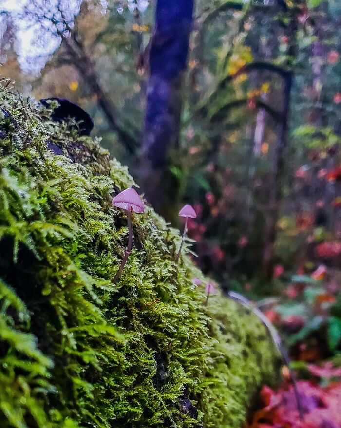 Unreal photographs of tiny mushrooms growing on moss-covered log in a colorful, blurred forest background.