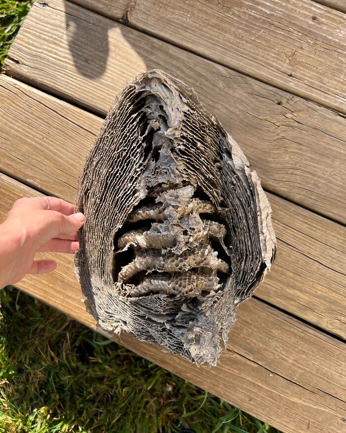 Hand holding a large, empty wasp nest showing intricate layered honeycomb patterns in bright sunlight.