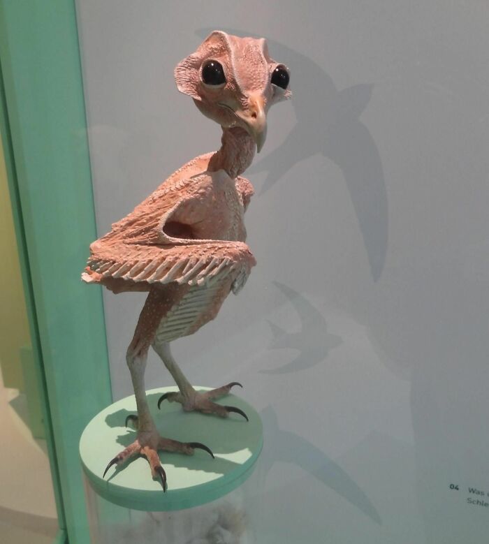 Unreal photograph of a strange bird-like creature with large eyes, showcasing one of the most surreal images in reality.