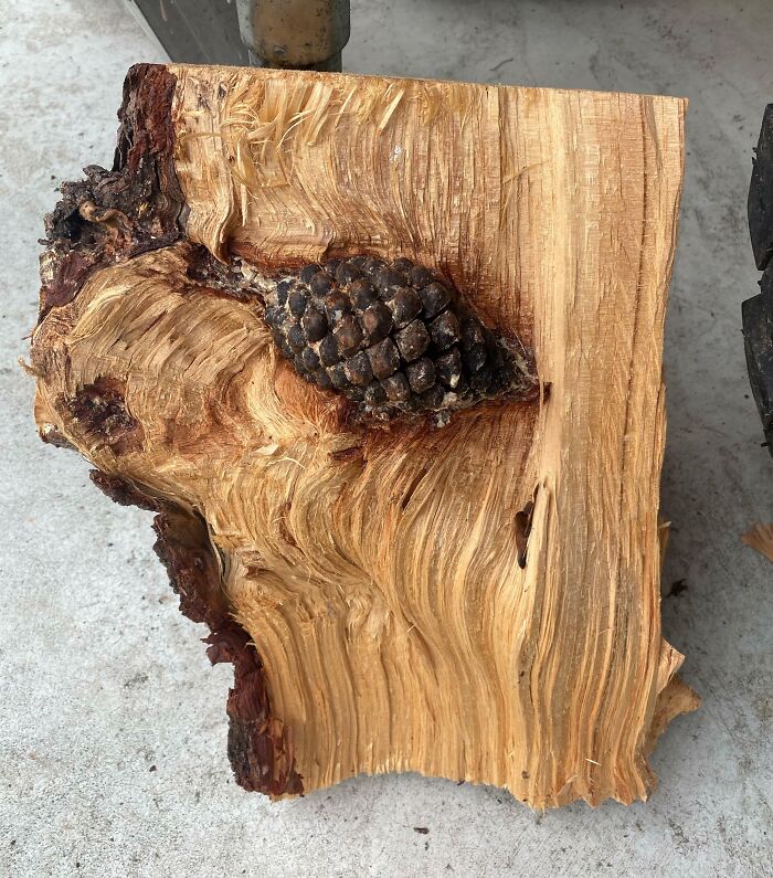 Close-up of a wooden log with a pinecone growing inside, showcasing one of the most unreal photographs of nature.