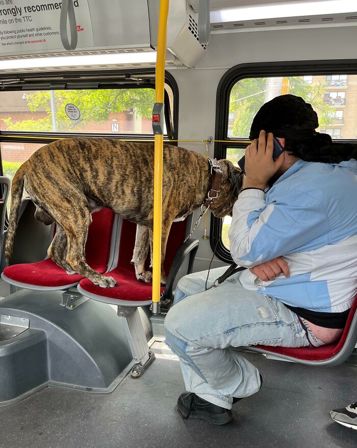 Large dog standing on bus seats next to a passenger on the phone showing infuriating public transport passengers behavior.