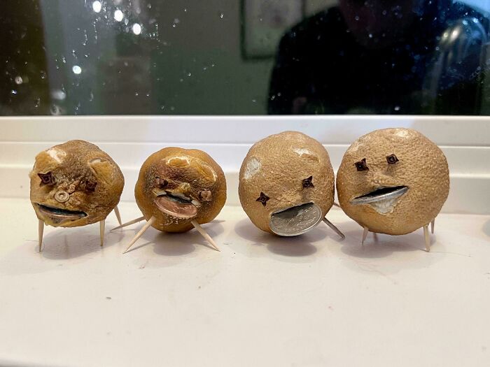Four dried citrus fruits with coin mouths and clove eyes, showing variety in creative comparison pics.