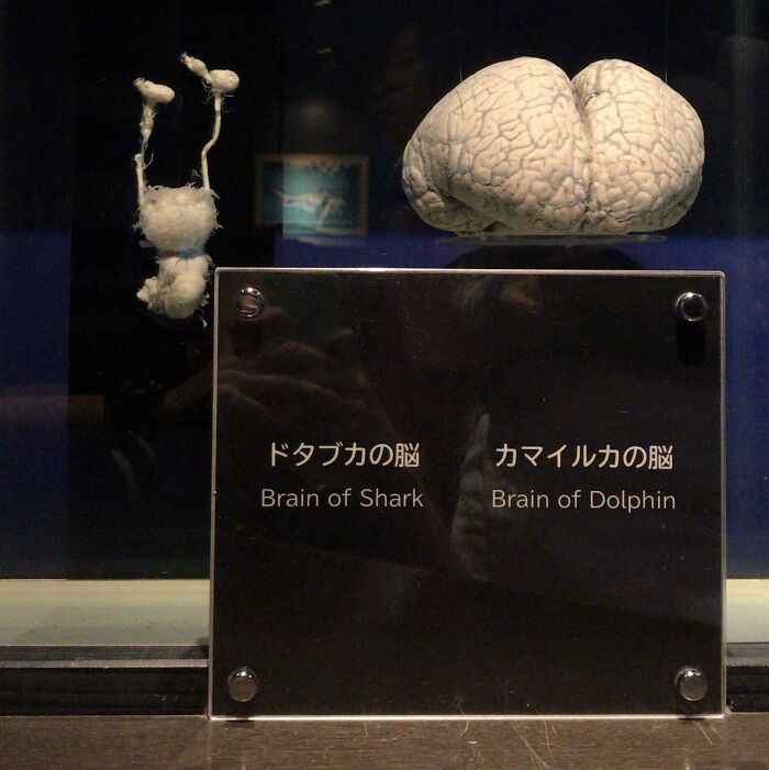 Comparison of shark brain and dolphin brain displayed in a museum showcasing variety in fascinating comparison pics.