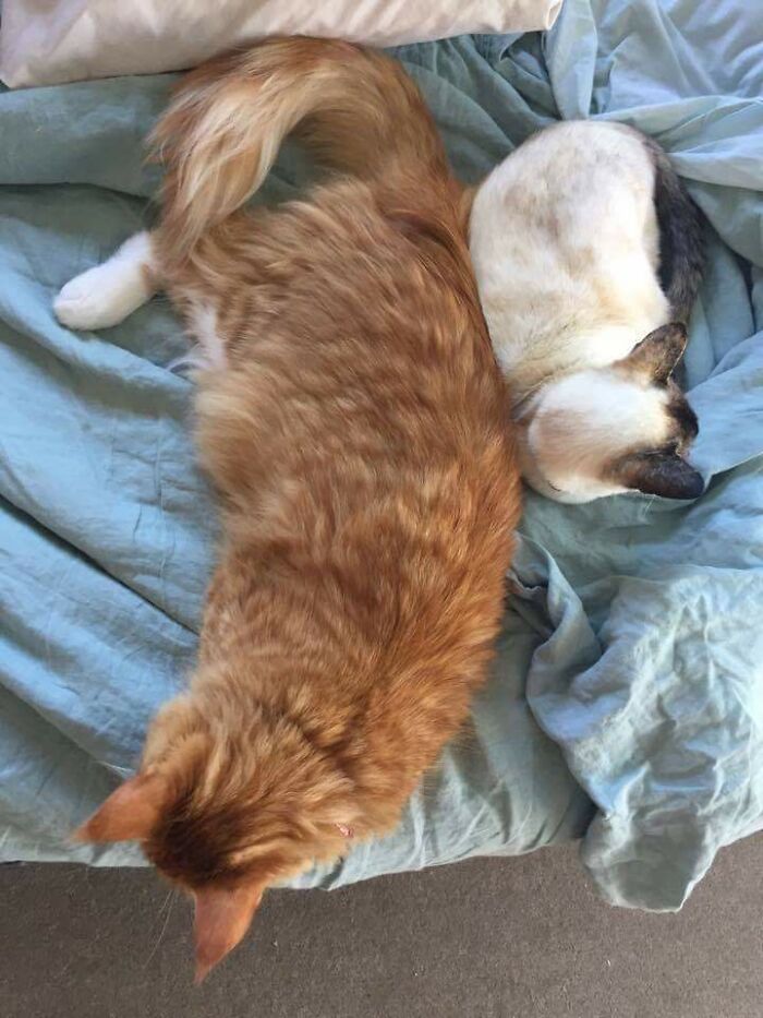 Two cats with different fur colors lying close together on a blue blanket, highlighting comparison pics variety.