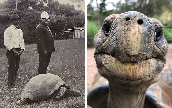 Split image showing an old black and white photograph of men with a giant tortoise and a close-up of a tortoise face, unreal photographs.