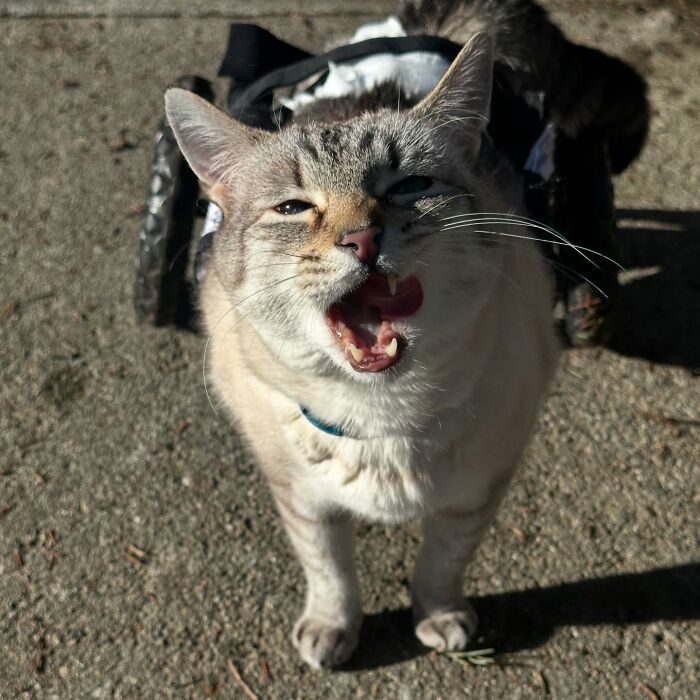 Paralyzed rescued cat happily zooming outdoors in a custom wheelchair designed specifically for his mobility needs.