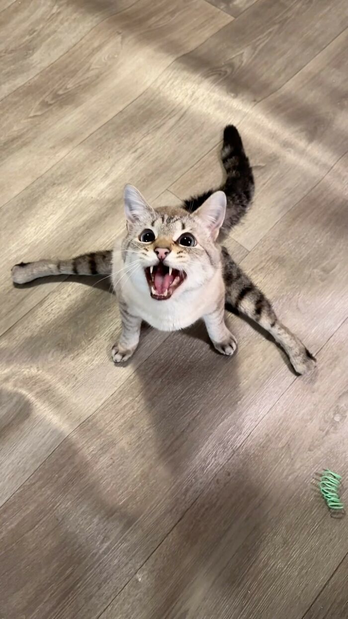 Paralyzed rescued cat zooms around indoors showing excitement and mobility without a wheelchair on wooden floor.