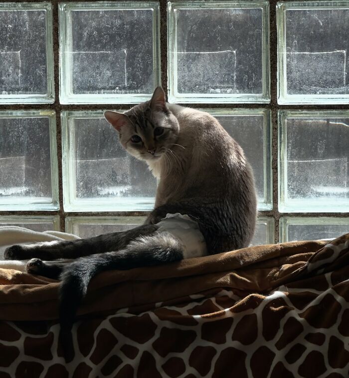 Paralyzed rescued cat sitting by a window with a custom wheelchair supporting its hind legs.