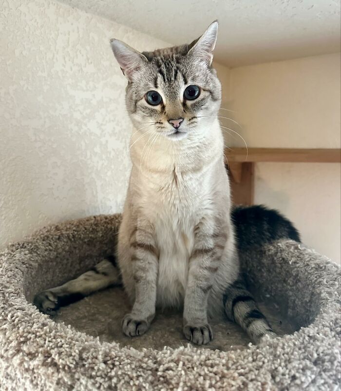 Paralyzed rescued cat sitting comfortably in a cozy bed, showing resilience and charm without a wheelchair in view.
