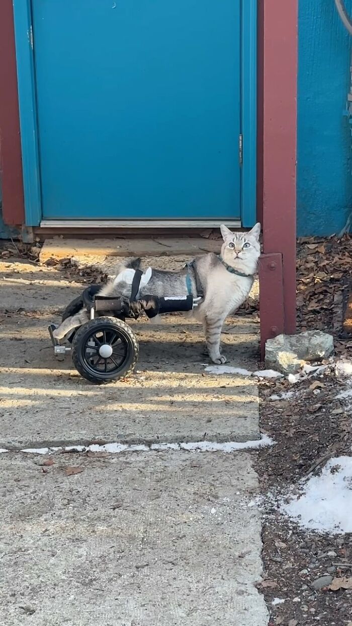 Paralyzed rescued cat outdoors using a custom wheelchair with two large wheels to move around a concrete path.