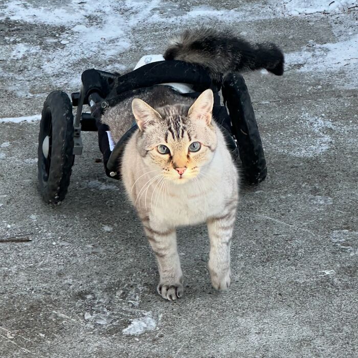Paralyzed rescued cat with blue eyes zooming around outdoors in a custom wheelchair made just for him on a snowy path.
