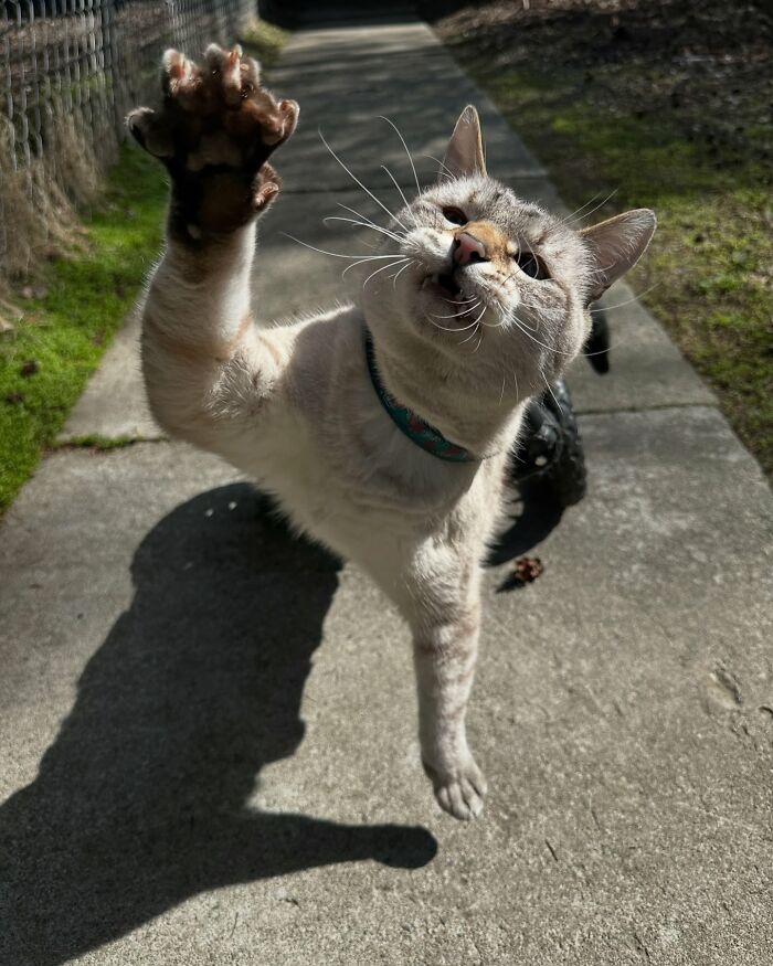 Paralyzed rescued cat wearing a custom wheelchair zooms outdoors on a sunny day with its paw reaching forward.