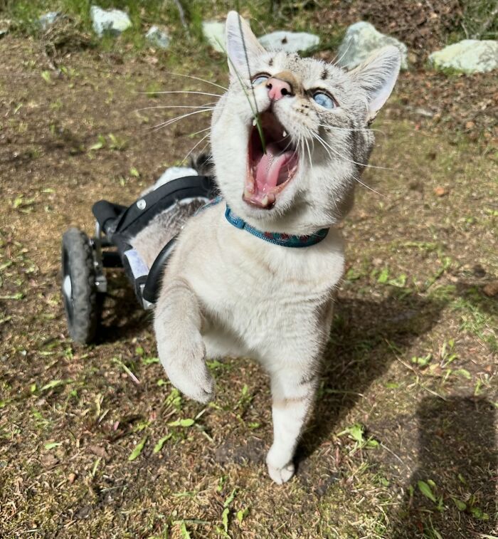 Paralyzed rescued cat zooming outside with joy in a custom wheelchair made just for him on a sunny day.